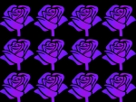 purple roses
