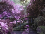 Mystic Purple Forest