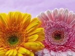 Gerbera Pink & Gold