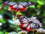 Butterflies on Flowers