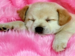 Sleeping Puppy