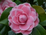 Pink Camellia