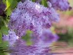 Lilac Bloom