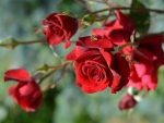 Bunch of Red Roses