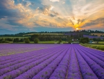 Sunset over Lavender Fields