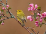 Bird on Flowering Tree