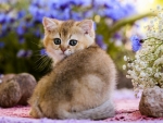 Cute Kitten