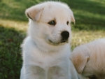 Short Coated White Puppy