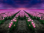 Endless Tulips Field
