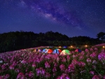 Flowers Field Under Starry Skies