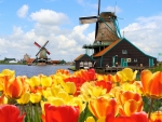 Garden of Tulips Near Wind Turbine