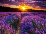Lavender Field at Sunset