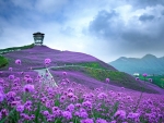 Verbena Field (Tongzi, Guizhou Province, China)