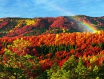 Rainbow Above the Autumn Forest