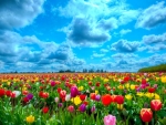 Spring Tulips Field
