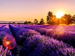 Lavender Field at Sunset