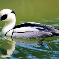 Smew