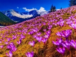 Mountain Valley of Flowers
