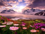 Spring in Alaska
