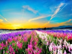 Colorful Flowers Field