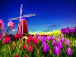 Dutch Tulips and Windmill