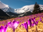 Crocus Field Mountain