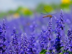 Dragonfly Lavender