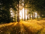 Golden Meadow Sunshine