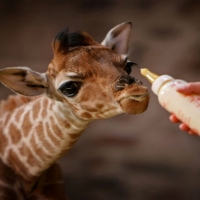 Smallest  Giraffe