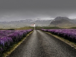 Lupines Iceland Road