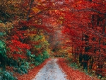Red Forest Autumn