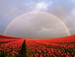 Rainbow Above Tulips Field