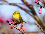 Spring Bird