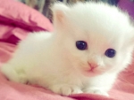 Cute Baby Kitten