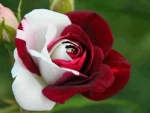 red and White Rose