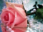 Dew Drops on Pink Rose