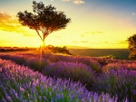 Lavender Field at Sunrise