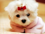 Cute Puppy