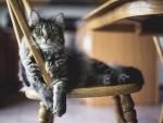 Cat Rests on a Chair
