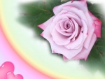 lovely Rose