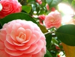 Blossom Pink Camellia