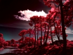 Red Forest Tree
