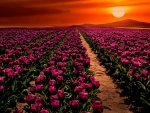 Purple Tulips Field at Sunset