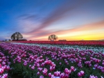 Colorful Tulips Field