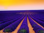 Purple Lavender Field