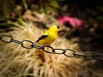 Yellow Bird
