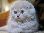 Scottish Fold Kitten