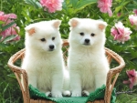 Cute Puppies