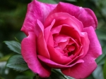 Pink Rose