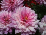 Pink Dahlias